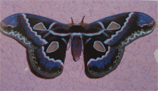 Rene Jennings Photo, Cambria 2009
