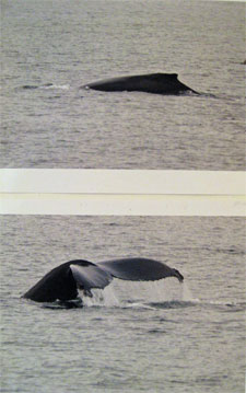 Sharon Hull Dinsmore Photos, QATX